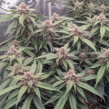 Насіння конопель Auto Purple Feminised Gold - 500 шт